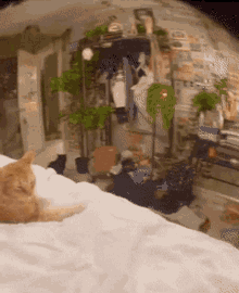 Sus Cat Cat Stare GIF - Sus Cat Cat Stare Stare - Discover & Share GIFs